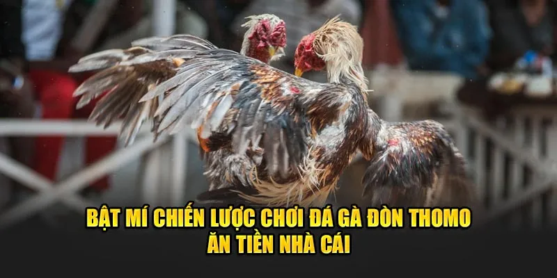 Bật mí chiến lược chơi đá gà đòn Thomo ăn tiền nhà cái