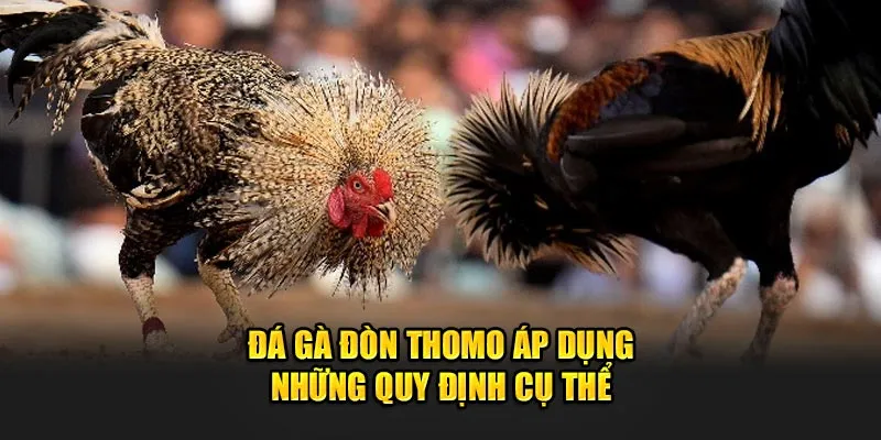 Đá gà đòn Thomo áp dụng những quy định cụ thể