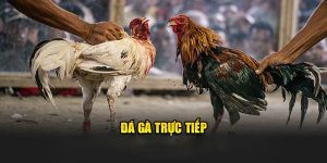 đá gà trực tiếp