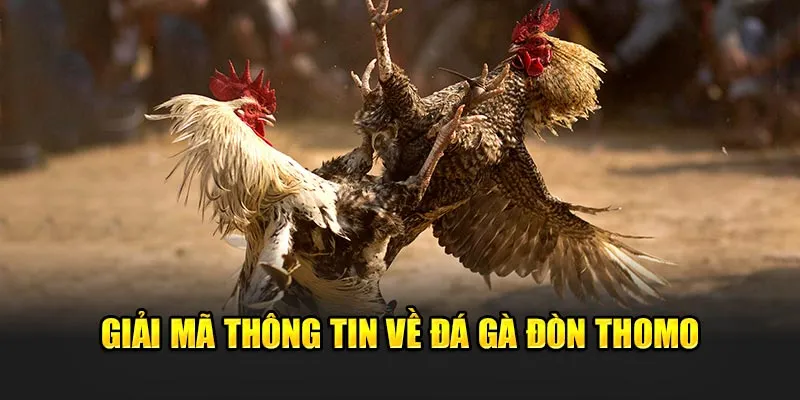 Giải mã thông tin về đá gà đòn Thomo