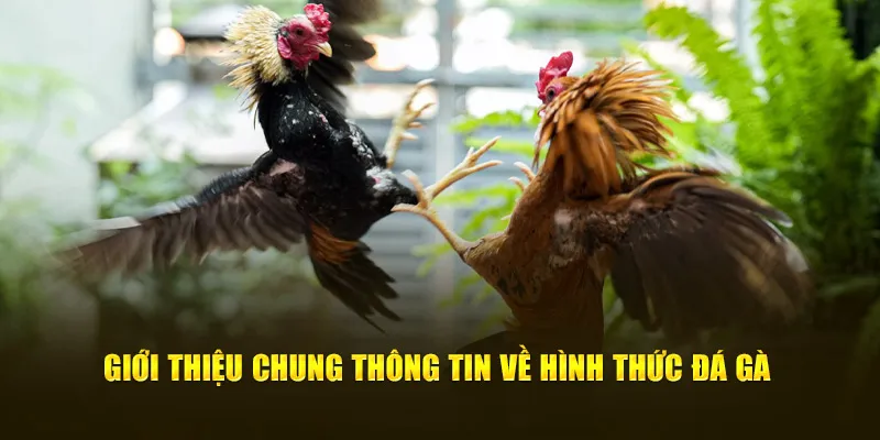 Giới thiệu chung thông tin về hình thức đá gà