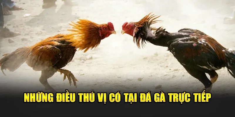 Những điều thú vị có tại đá gà trực tiếp