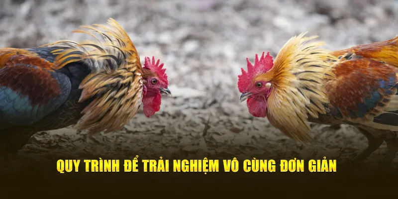 Quy trình để trải nghiệm vô cùng đơn giản