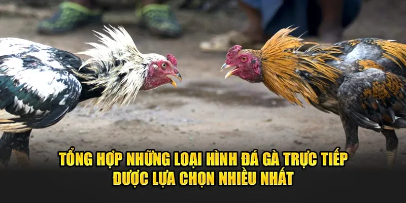 Tổng hợp những loại hình đá gà trực tiếp được lựa chọn nhiều nhất