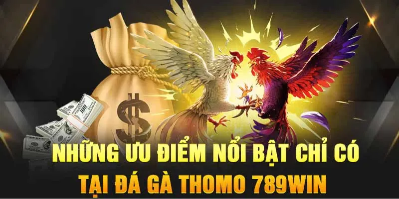 Ưu điểm của đá gà thomo tại nhà cái 789Win