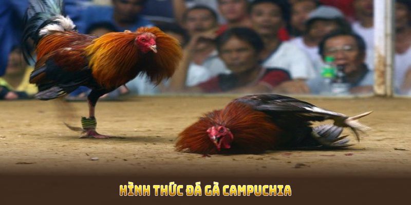 Hình thức đá gà Campuchia tại Thomo đầy hấp dẫn