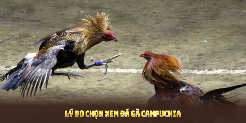 Lý do chọn xem đá gà Campuchia tại nền tảng của chúng tôi